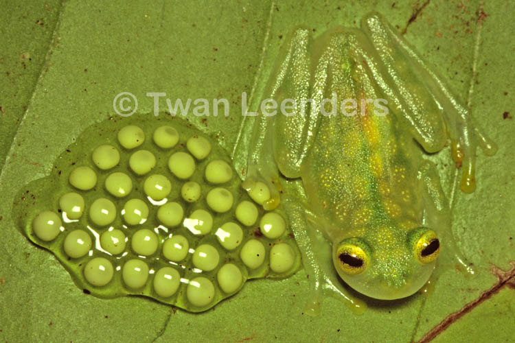 Hyalinobatrachium valerioi Hyalinobatrachium valerioi