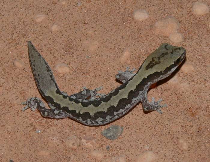 Diplodactylus ornatus Diplodactylus ornatus