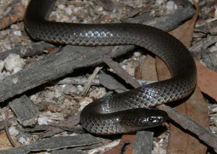 Cryptophis nigrescens