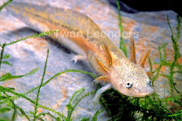 Ambystoma tigrinum Ambystoma tigrinum