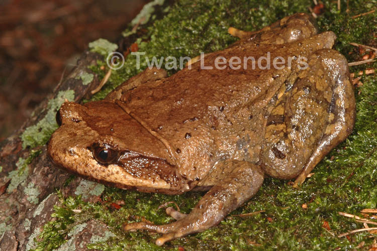 Brachytarsophrys feae Brachytarsophrys feae