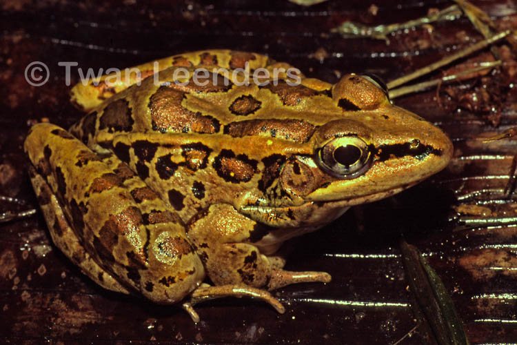 Rana taylori Rana taylori