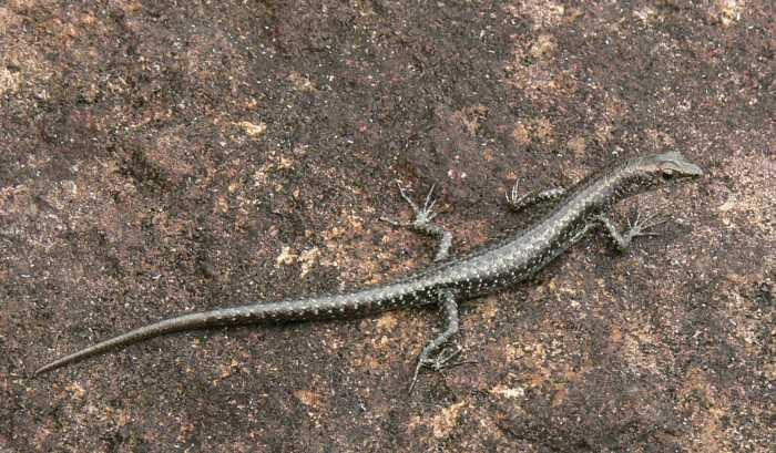 Cryptoblepharus litoralis Cryptoblepharus litoralis