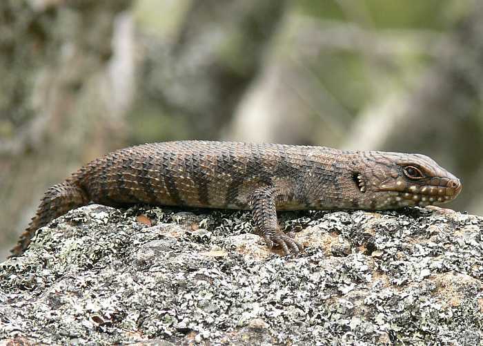Egernia cunninghami Egernia cunninghami