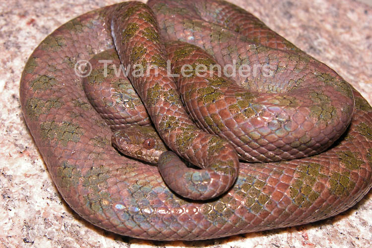 Tropidophis haetianus Tropidophis haetianus