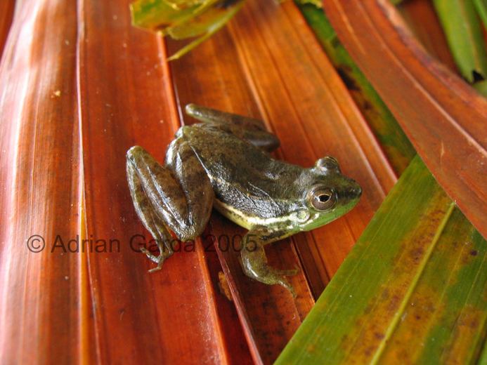 Lysapsus laevis Lysapsus laevis