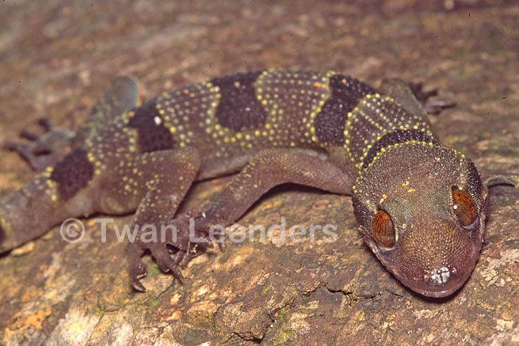 Hemidactylus fasciatus Hemidactylus fasciatus
