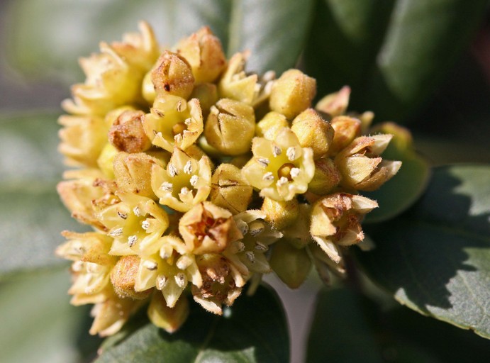 Frangula californica ssp. californica