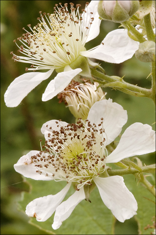 Rubus fruticosus-agg