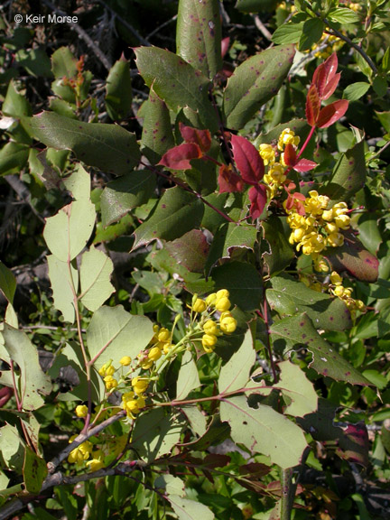 Berberis aquifolium var. aquifolium