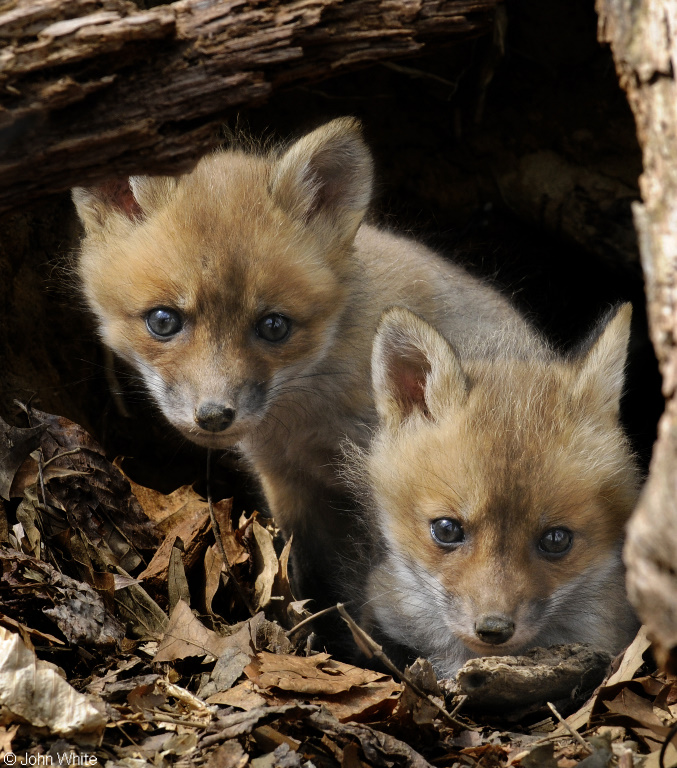 Vulpes vulpes fulva