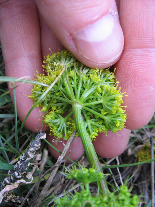Lomatium grayi