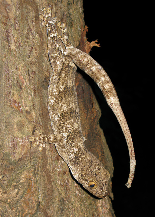 Blaesodactylus boivini