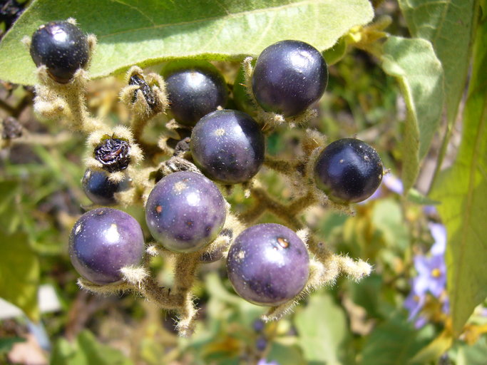 Solanum hispidum