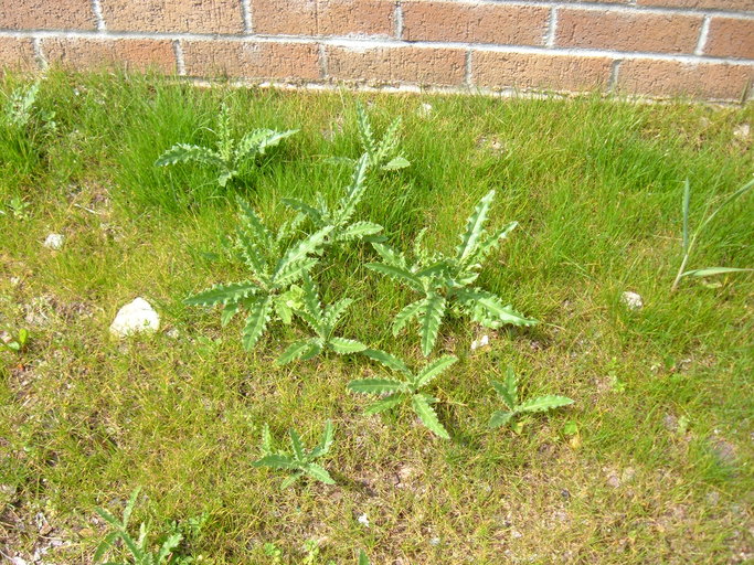 Cirsium arvense Cirsium arvense