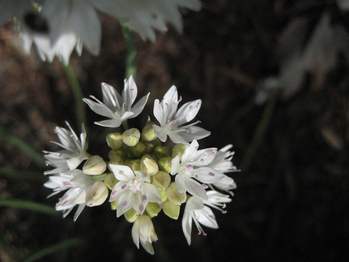 Allium amplectens