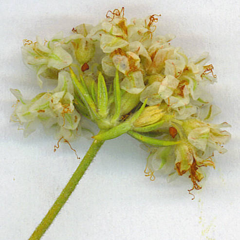 Eriogonum fasciculatum var. fasciculatum