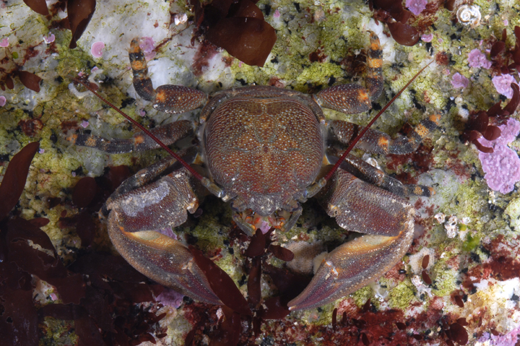 Petrolisthes cinctipes Petrolisthes cinctipes