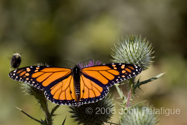 Danaus plexippus Danaus plexippus