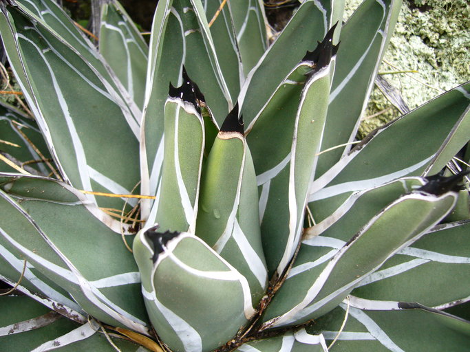 Agave nickelsiae