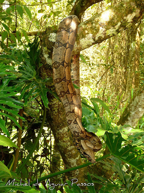 Boa constrictor amarali