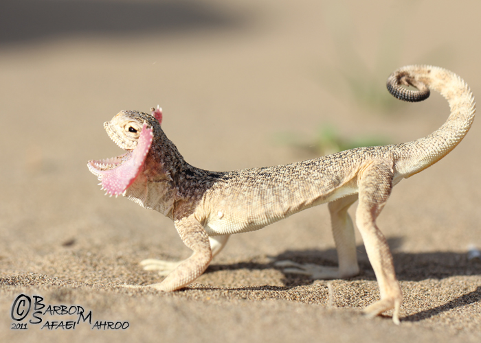 Toad Headed Agama