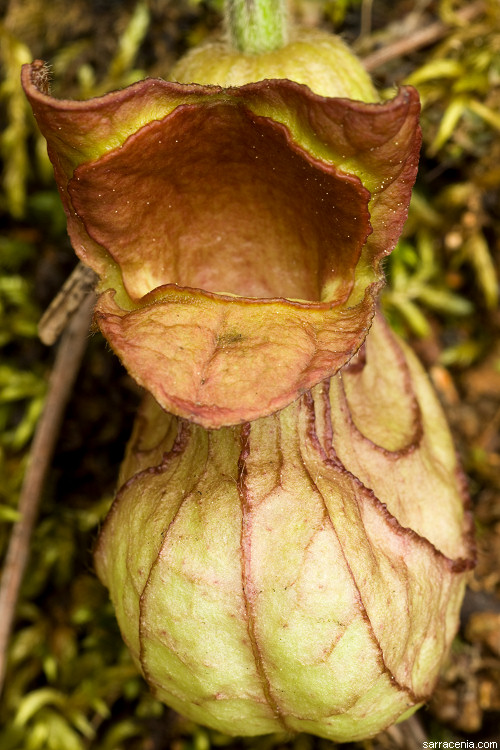 Aristolochia californica