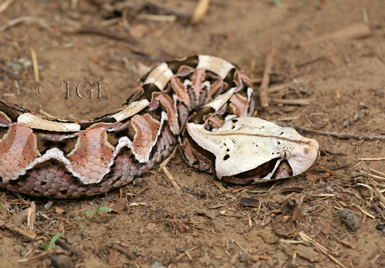 CalPhotos: Bitis Gabonica; East African Gaboon Viper