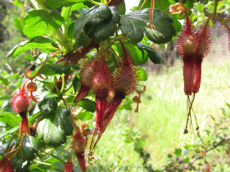 Ribes speciosum Ribes speciosum