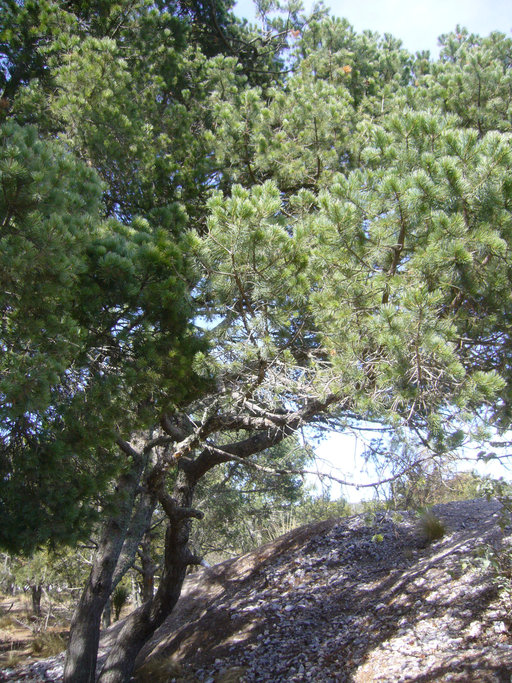 Pinus orizabensis