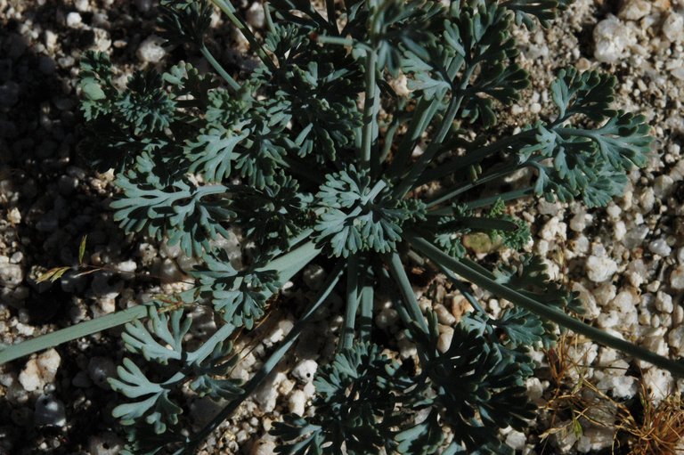 Eschscholzia minutiflora ssp. minutiflora
