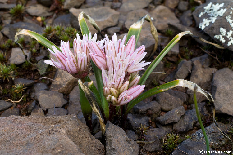 Allium atroviolaceum image