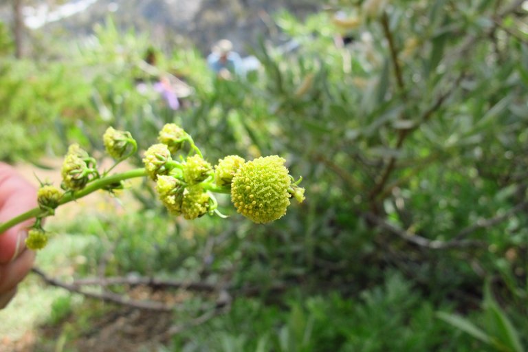 Artemisia norvegica subsp. norvegica image