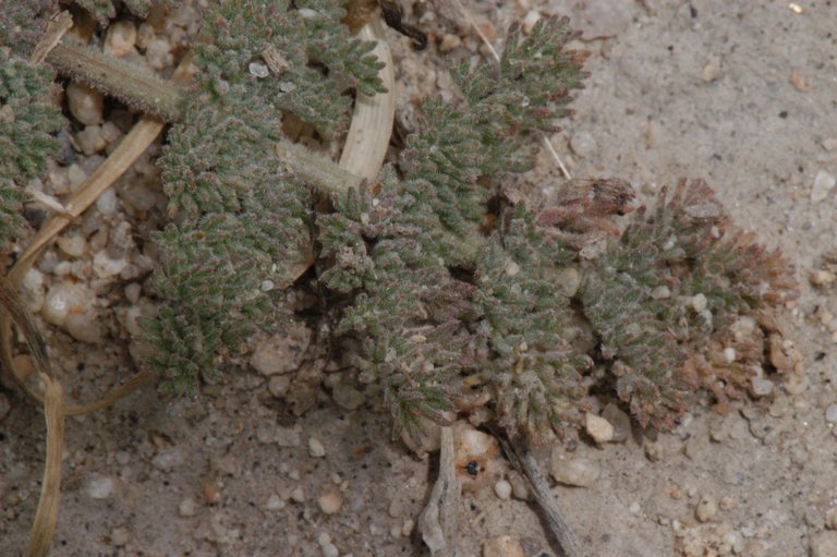 Lomatium foeniculaceum ssp. macdougalii
