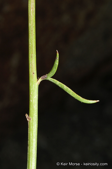 Adenophyllum porophylloides