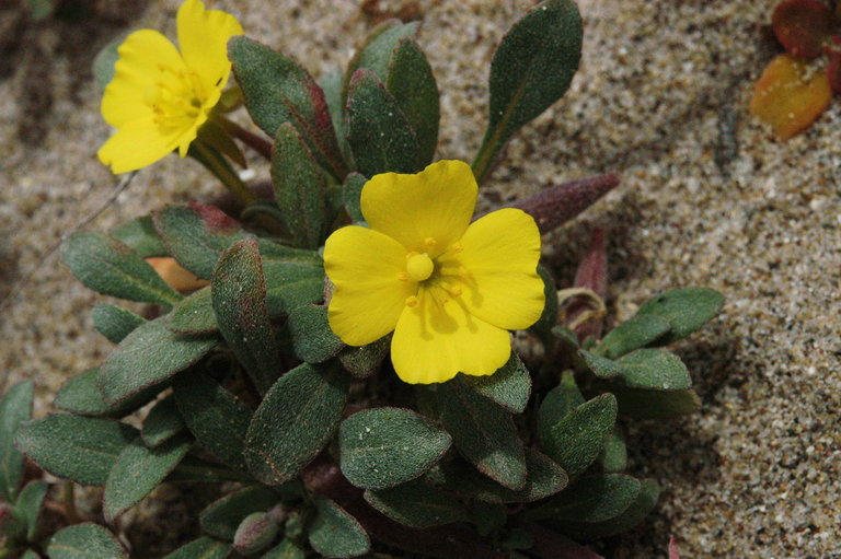 Camissoniopsis cheiranthifolia ssp. cheiranthifolia Camissoniopsis cheiranthifolia ssp. cheiranthifolia