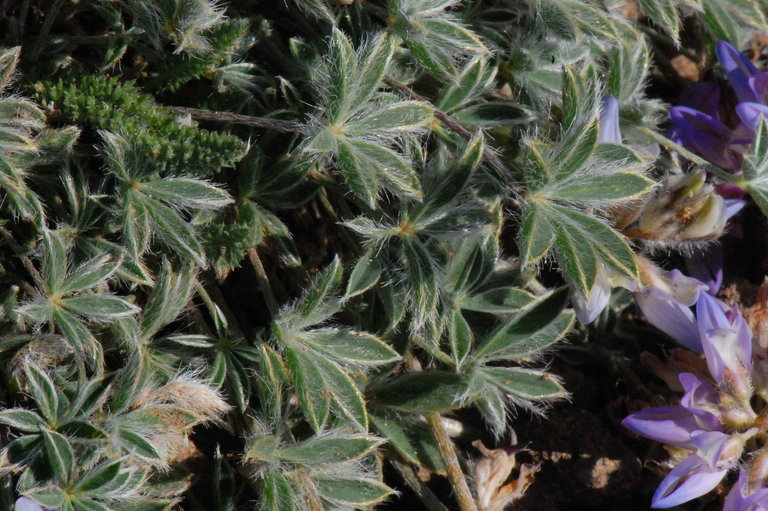 Lupinus sellulus ssp. sellulus var. lobbii