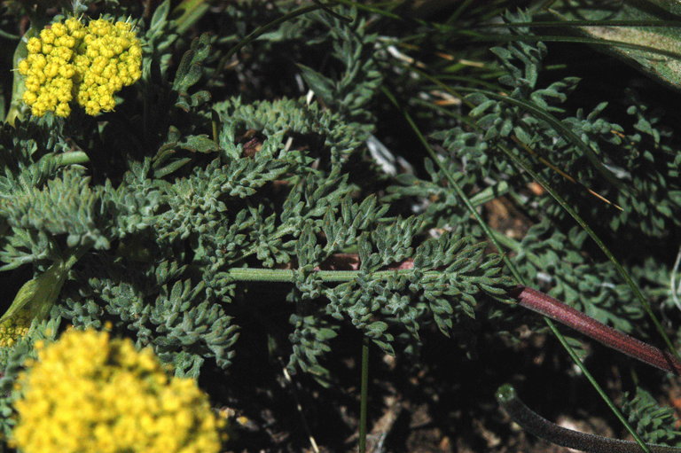 Lomatium austiniae