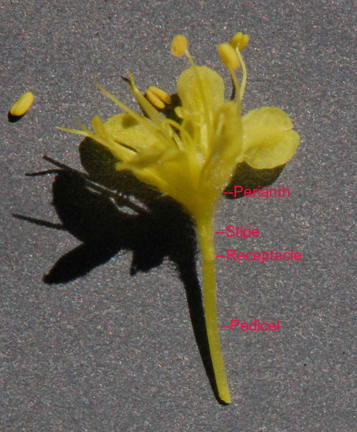 Eriogonum sphaerocephalum