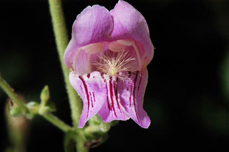 Penstemon grinnellii ssp. scrophularioides