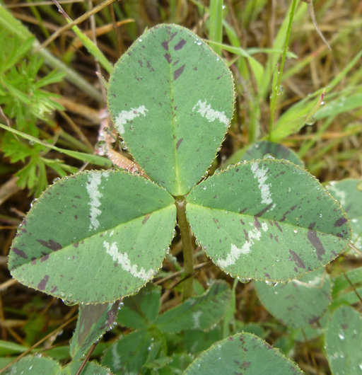 Trifolium virescens