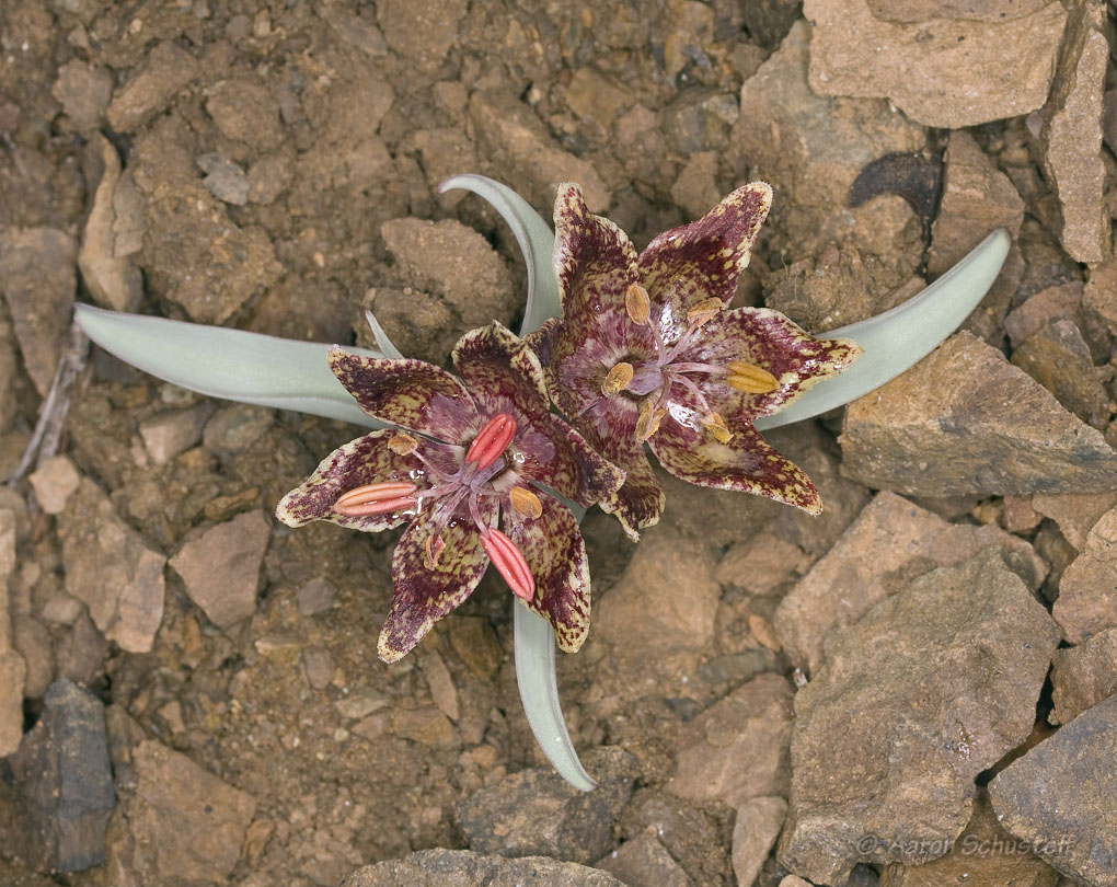 Fritillaria falcata
