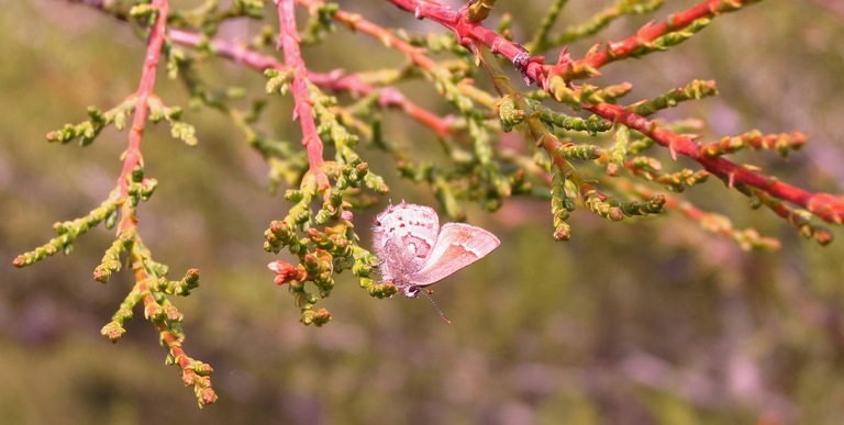 Callophrys thornei