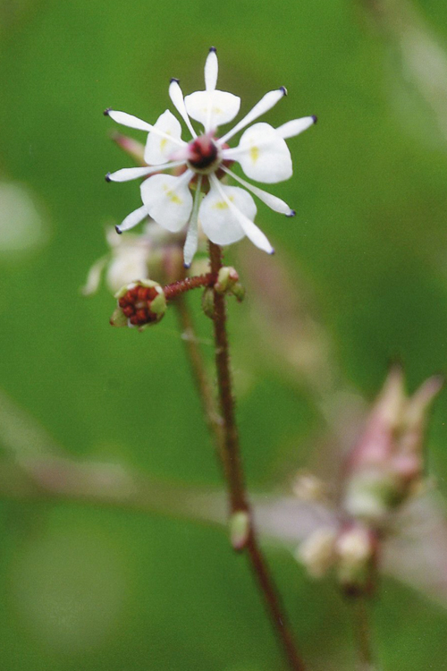 Micranthes odontoloma Micranthes odontoloma