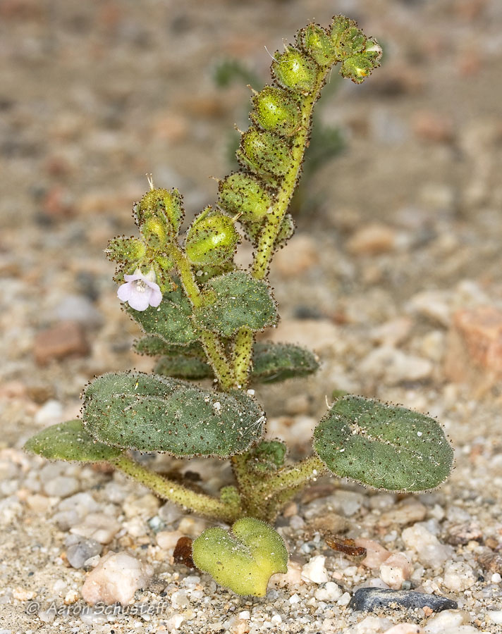 Phacelia pachyphylla