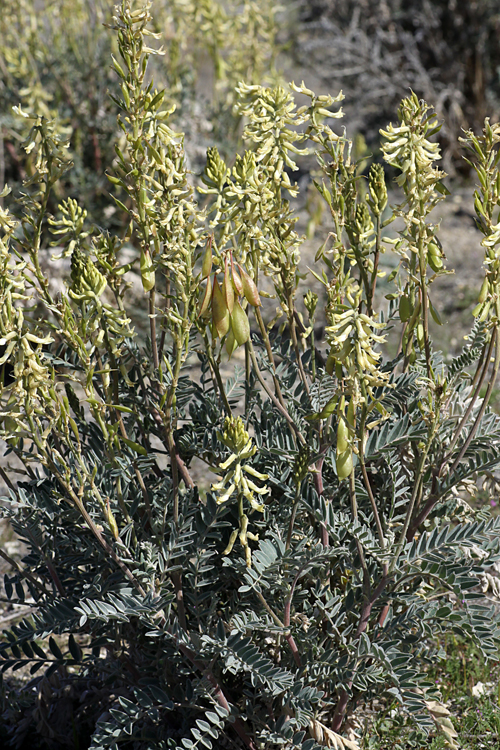 Astragalus oxyphysus Astragalus oxyphysus