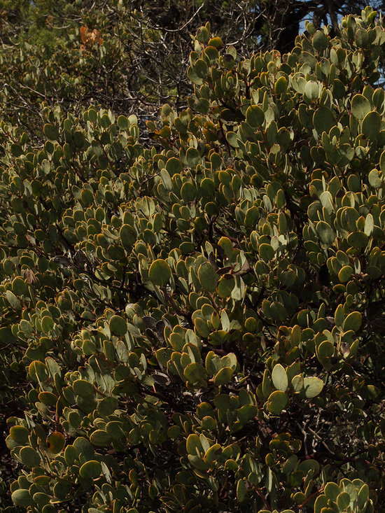 Arctostaphylos manzanita ssp. manzanita