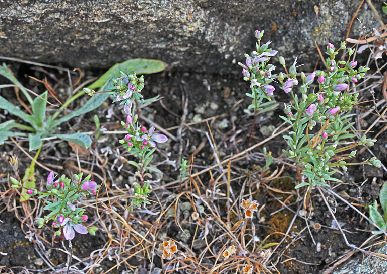 Hesperolinon californicum