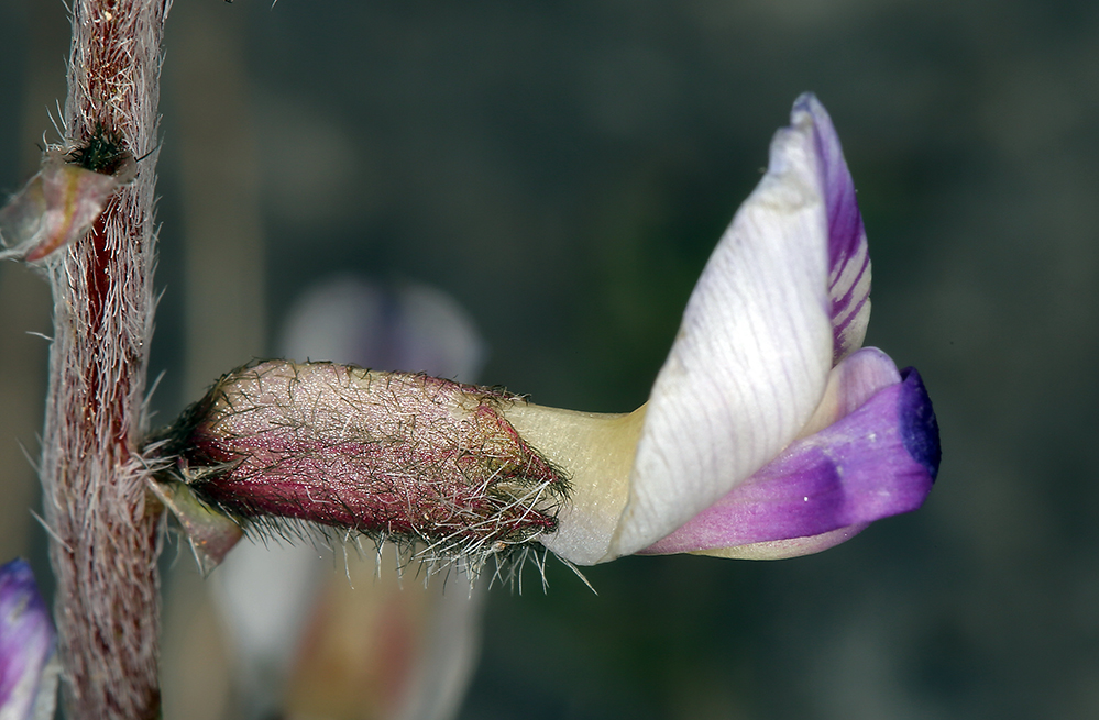 Astragalus funereus