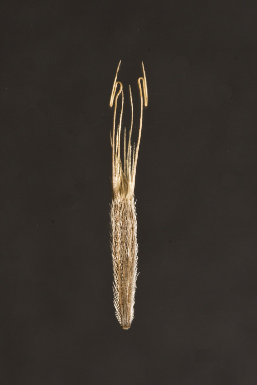 Pseudelephantopus spicatus
